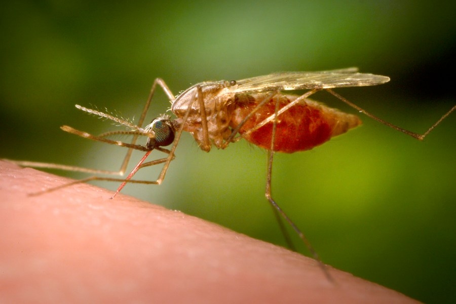 Forget garlic, experts say use DEET to fight off mosquito bites