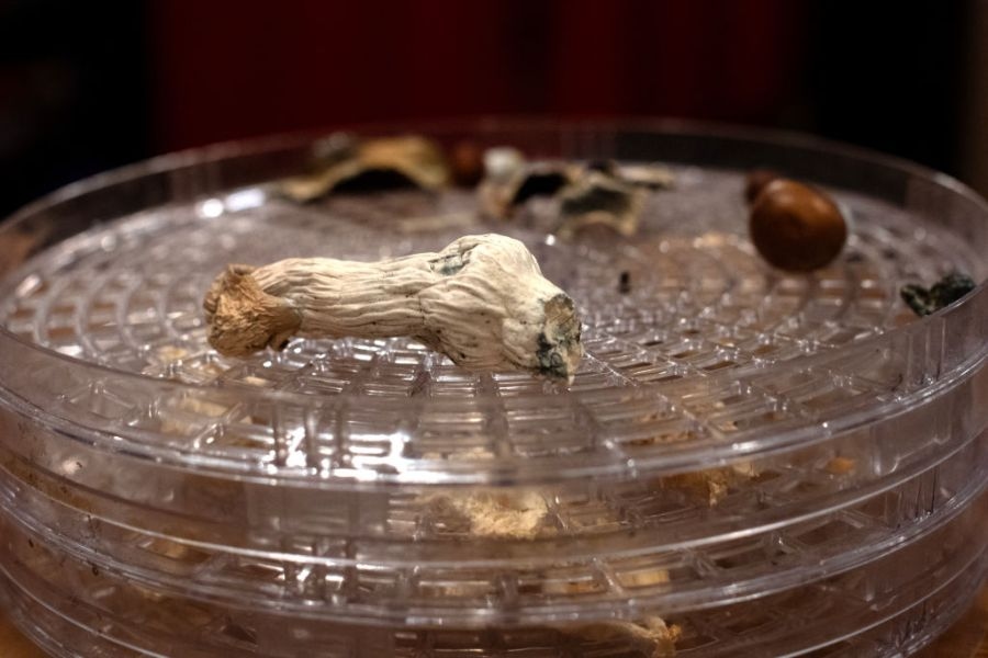 Shrooms may keep you young. They did for the lab mice in this study