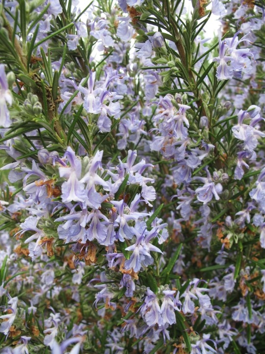 Rosemary, sage could boost brain health: Study