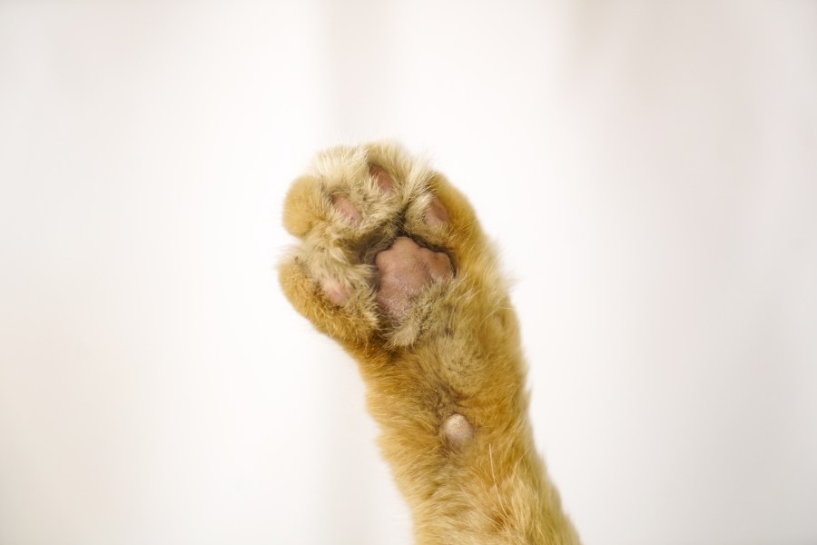 Cat in Florida helps discover rare virus for second time