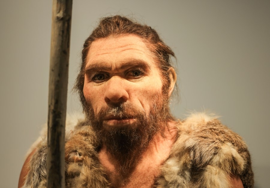 Neanderthal meat butchering patterns suggest cultural diversity