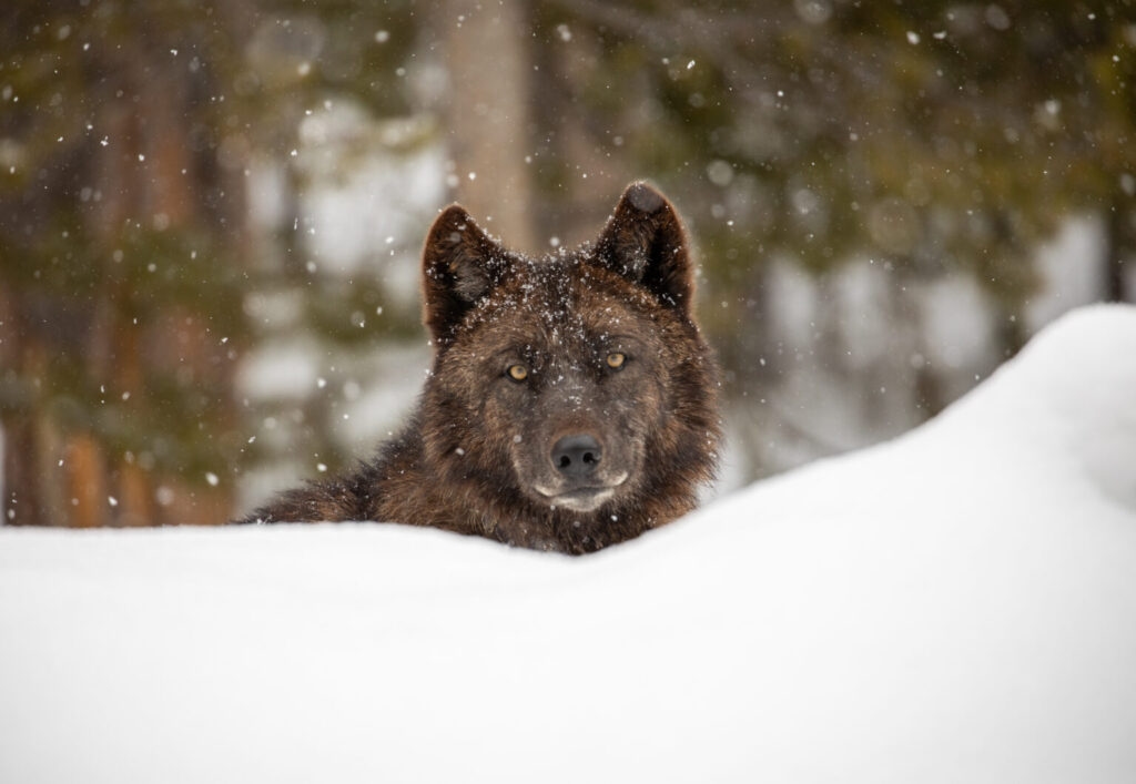 Ghost wolves: As Idaho aims to reduce its wolf population, advocates worry counts aren't accurate