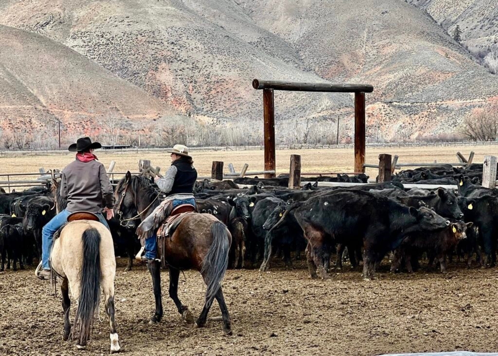 Cattle Battle: How wolves and livestock collide – and how one Idaho project offers solutions