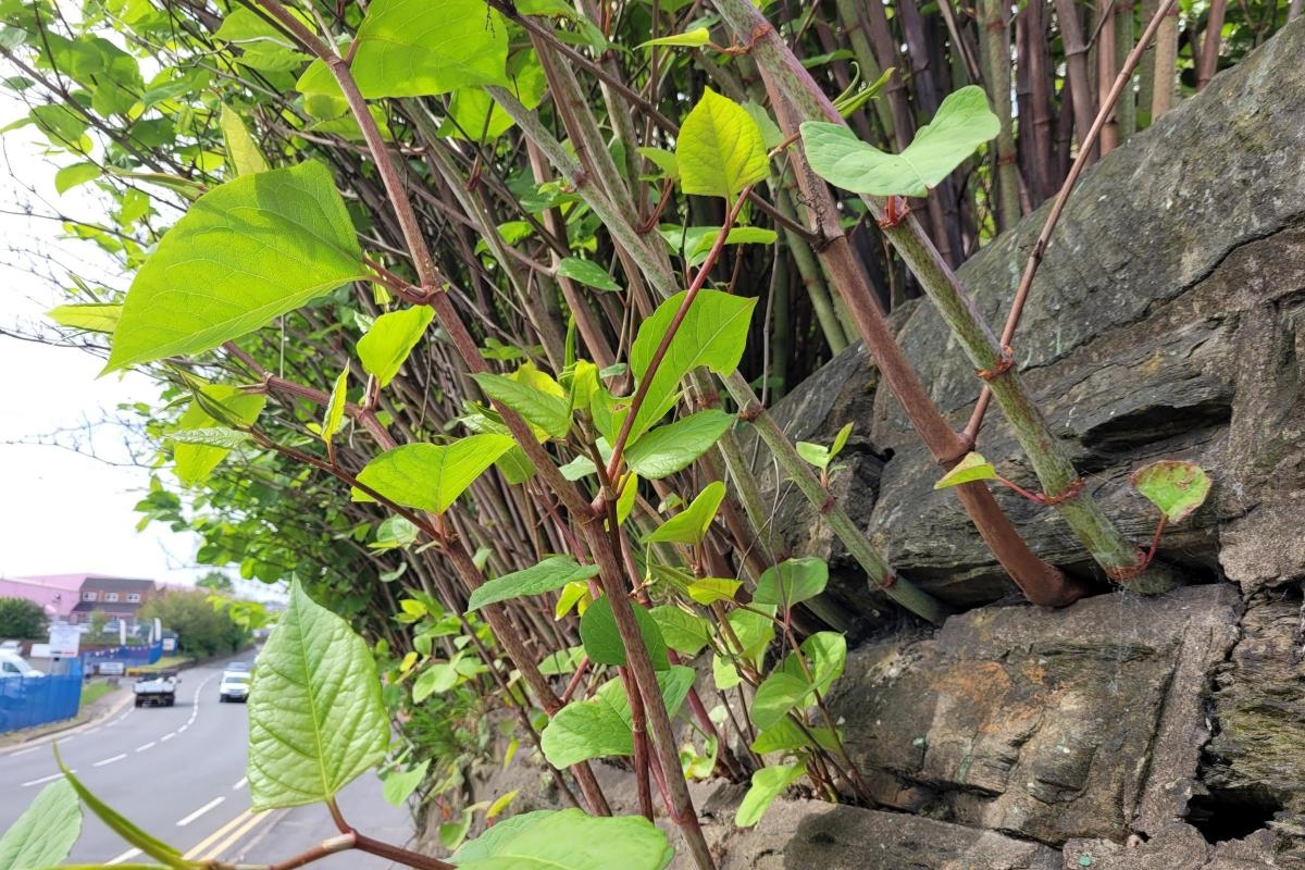 Invasive plant grips Oxfordshire as warning is issued