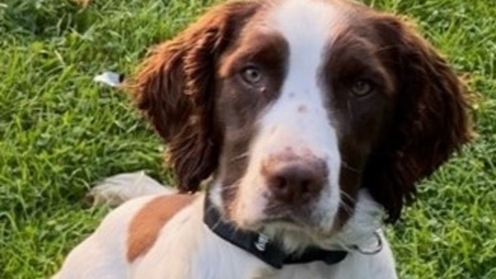 Police dog behind £250,000 criminal cash haul dies after collision