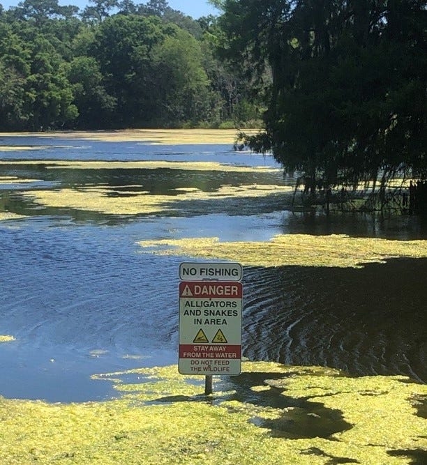 These 5 Florida lakes are most ‘snake-infested' waters in the entire state, ranking says