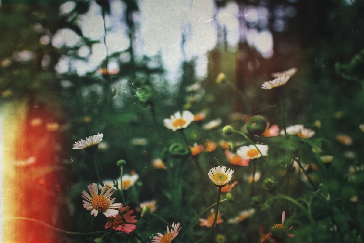 The Flower That Matches Your Soul's Journey, Based on Birth Month