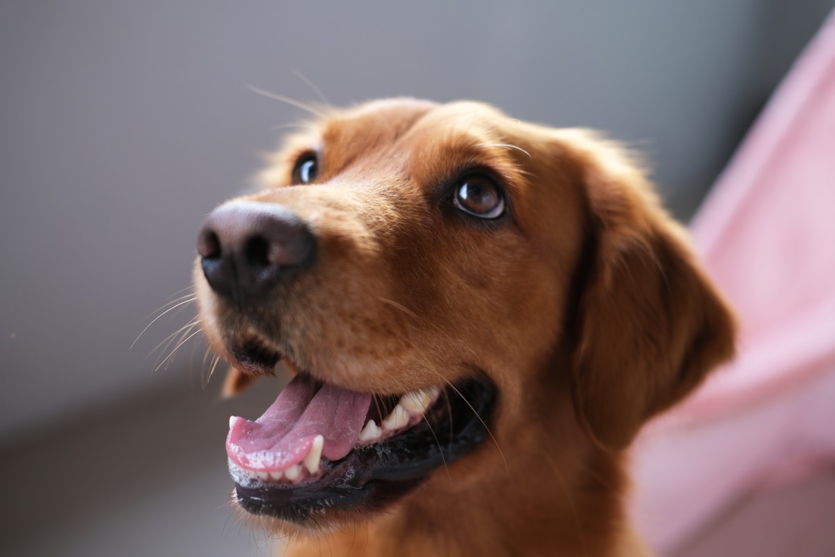 Paralyzed Golden Retriever Stands on His Own for 20 Seconds and Everyone's in Tears