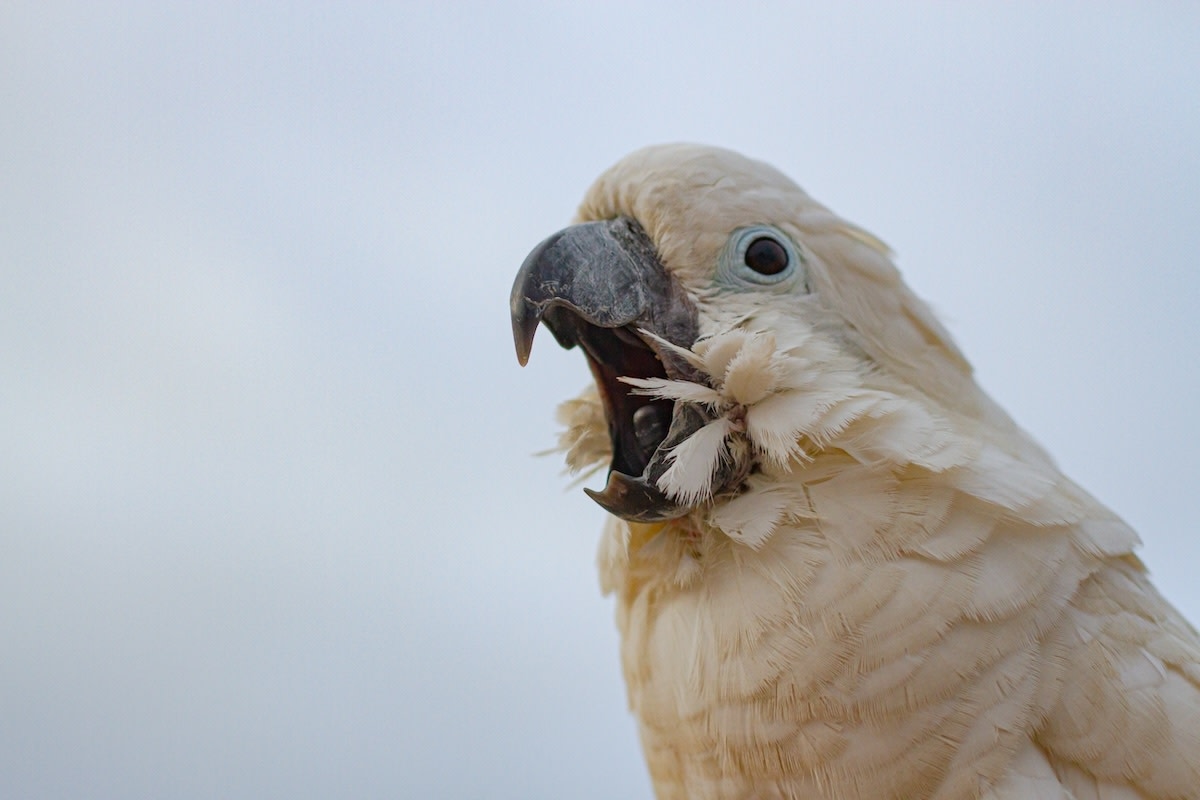 Cockatoo Throws Comical Toddler-Style Tantrum When Parents Leave the House