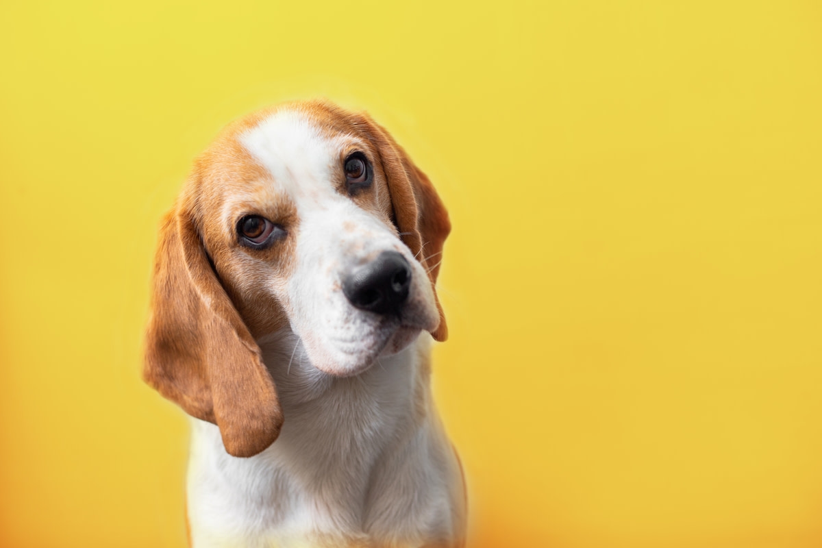 Update on Border Protection Beagle Who Was Kicked by Passenger Has People Emotional