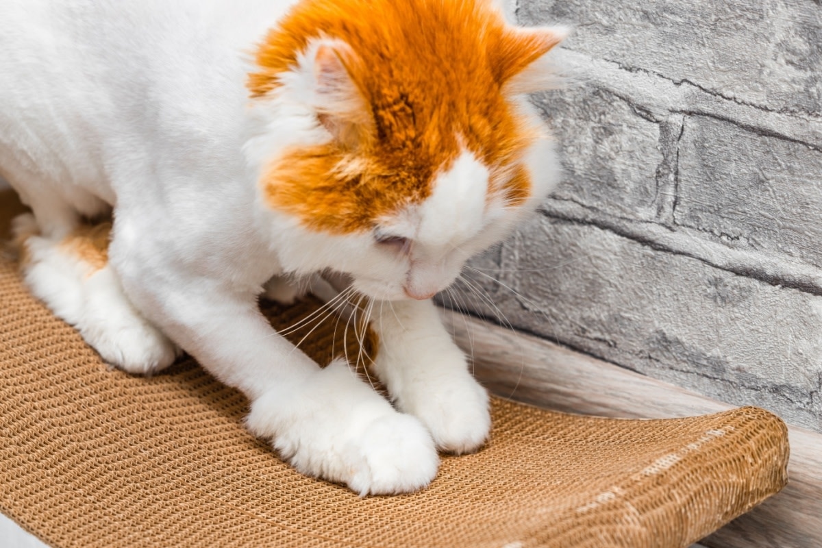 Sweet Blind Kitten with ‘Marshmallow Mittens' Does the Biggest Jumps and It's Too Cute