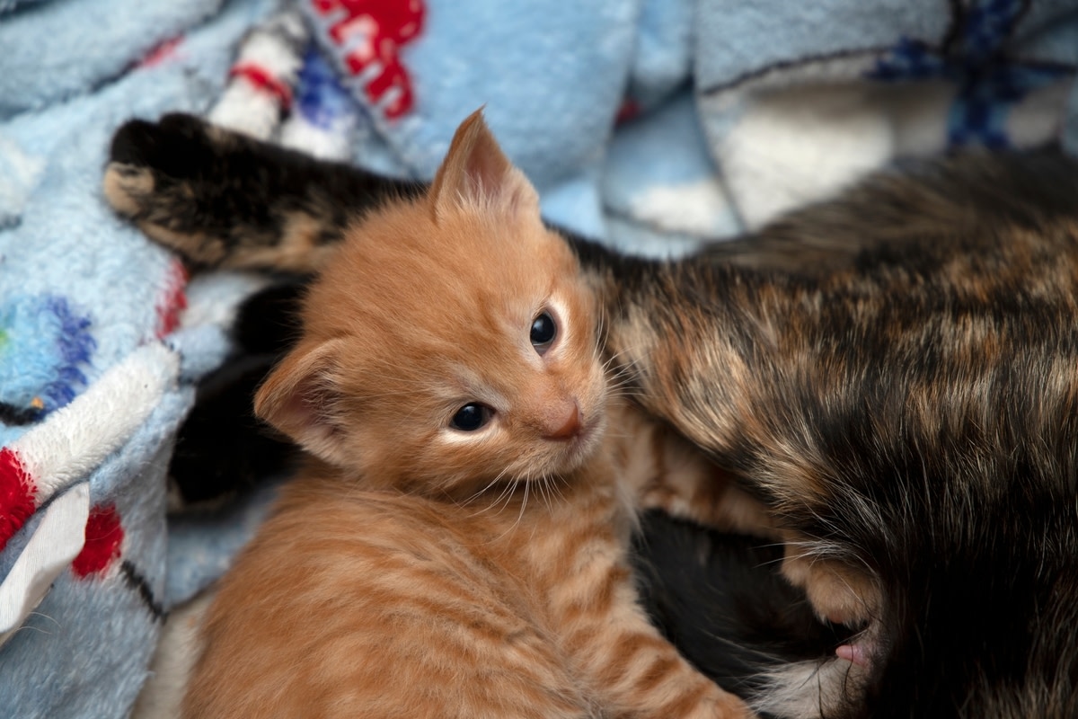 Cat Intuitively Springs Into 'Mom Mode' to Comfort Sick Kitten in Moment of Pure Love