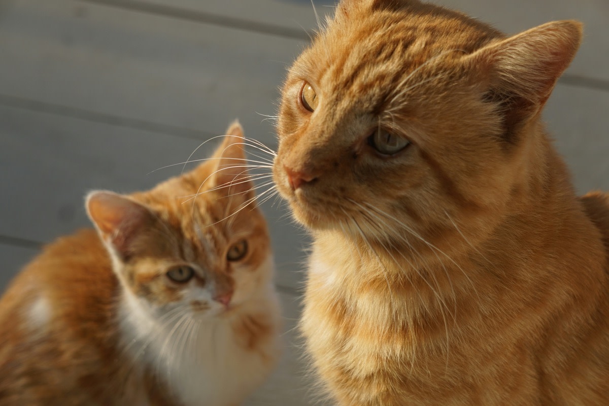 Feisty Ginger Rescue Kitten Melts Hearts After Nurturing Foster Kitties with Her Sweet Side