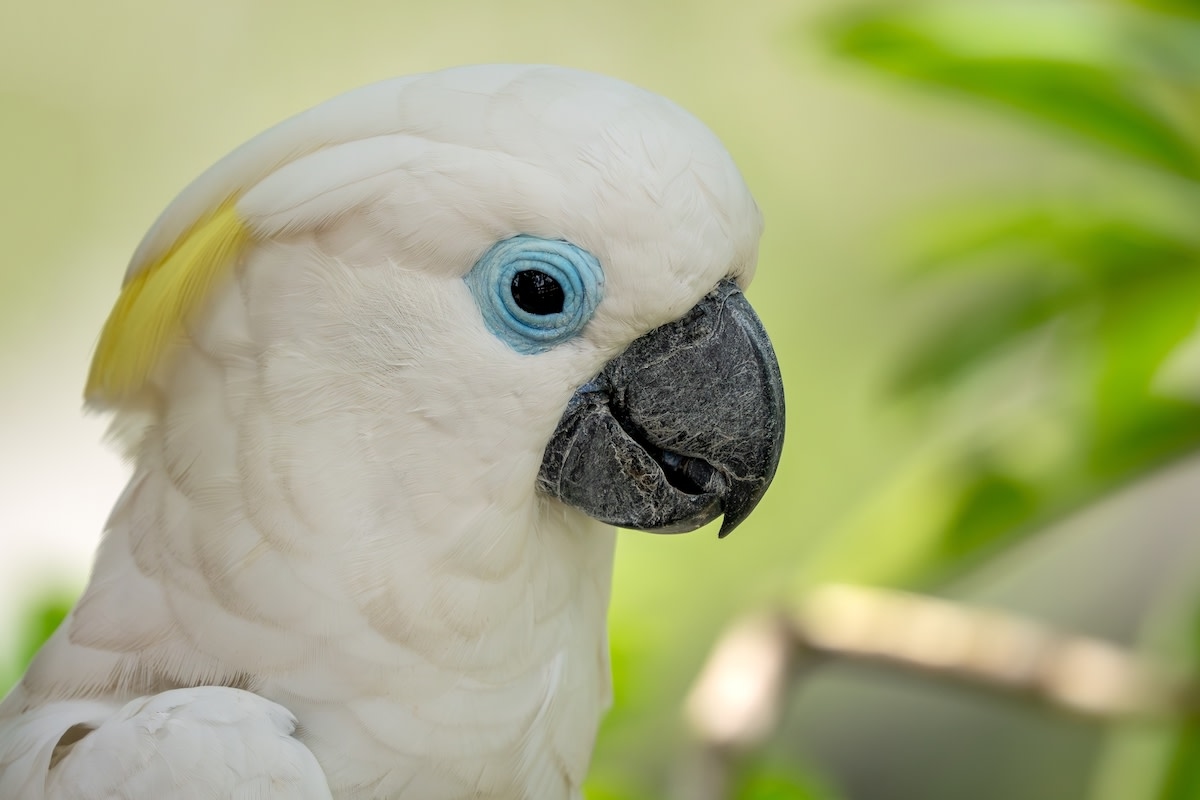 Funny Cockatoo Battles to Stay Awake After a Day of 'Being a Menace'