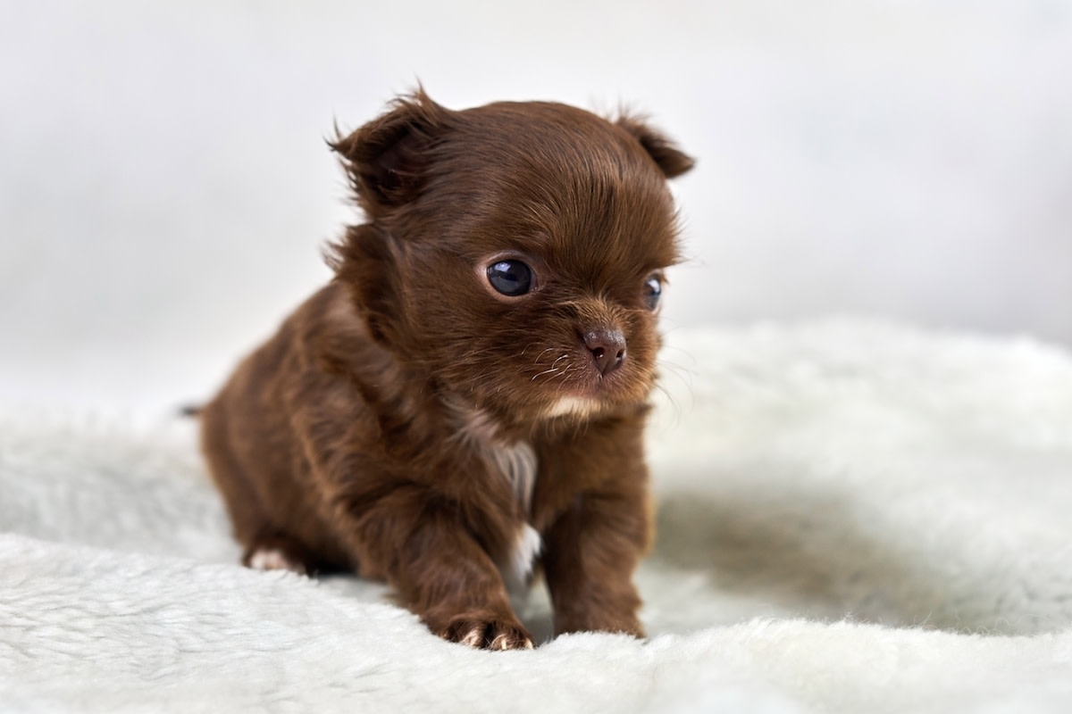 Chihuahua Puppy Tries Strawberries and Dramatically Loses Her Tiny Mind