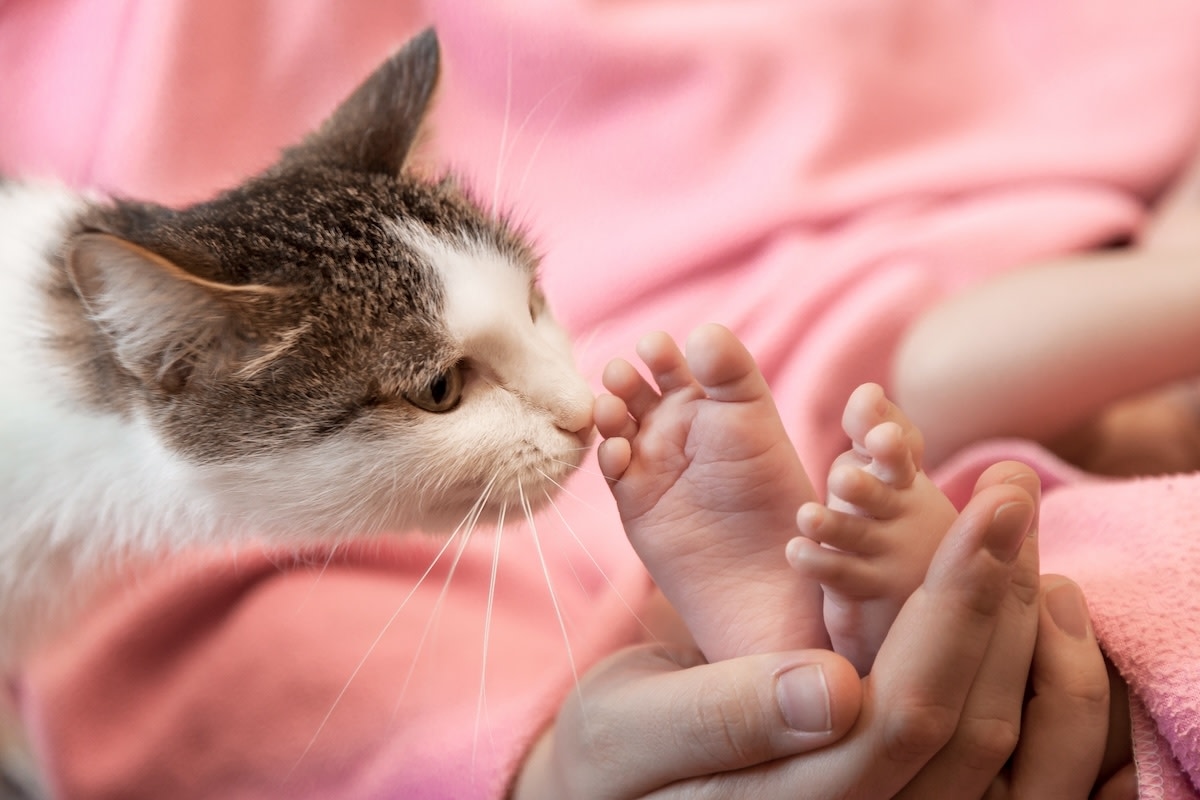 Big Brother Cat ‘Makes Baby Belly Laugh' Like the Sweetest Sibling