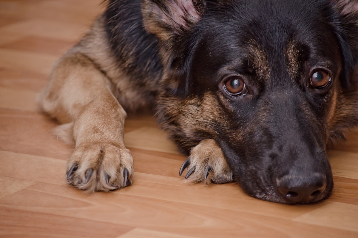German Shepherd ‘Greets Parents Like War Heroes' After Errands Like the Best Baby