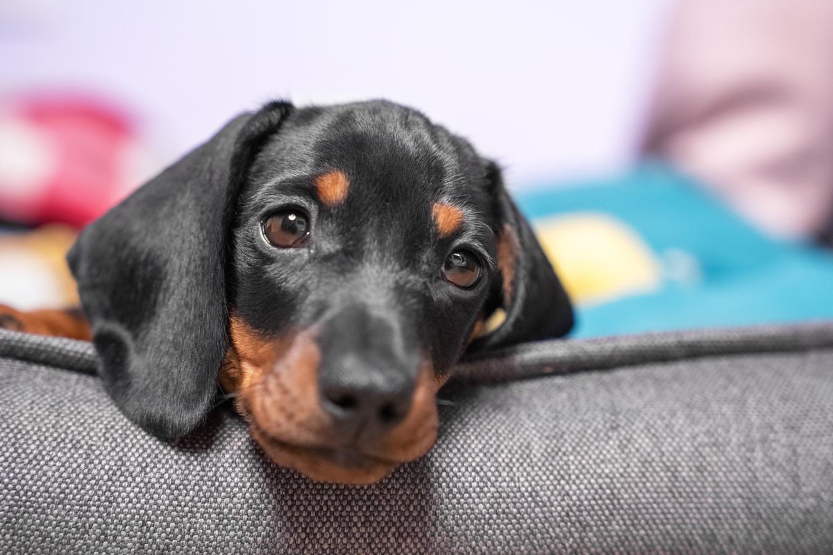 Beloved Dachshund Saved From Coyote Attack All Thanks to Drone