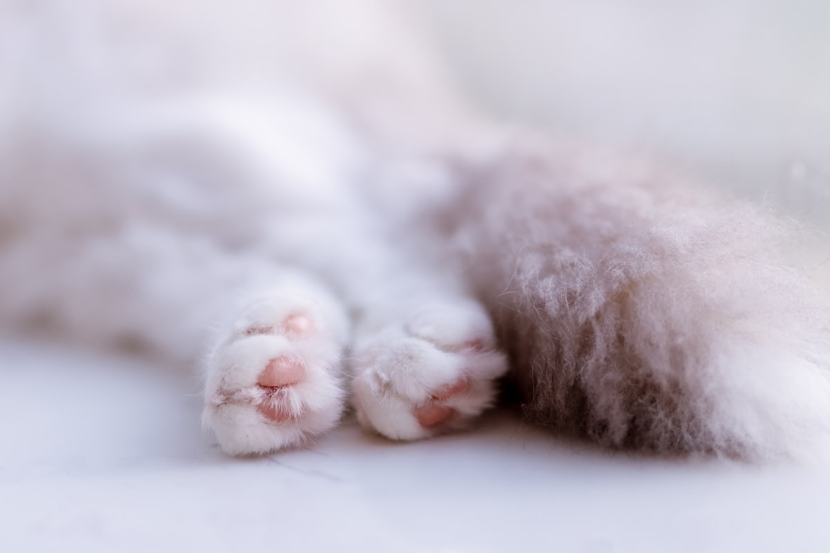 8-Day-Old Maine Coon Kitten with 6 Toe Beans Has Everyone Obsessed