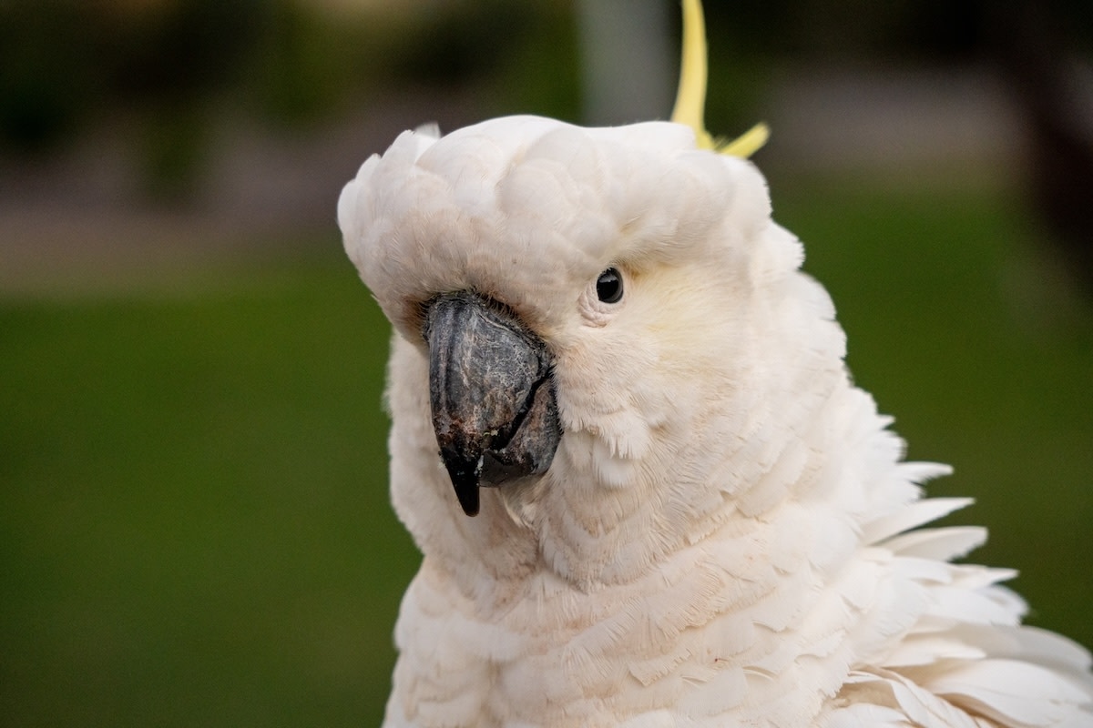 Cockatoo's Attempt To Keep Mom and Dad Apart Is True Toddler Life