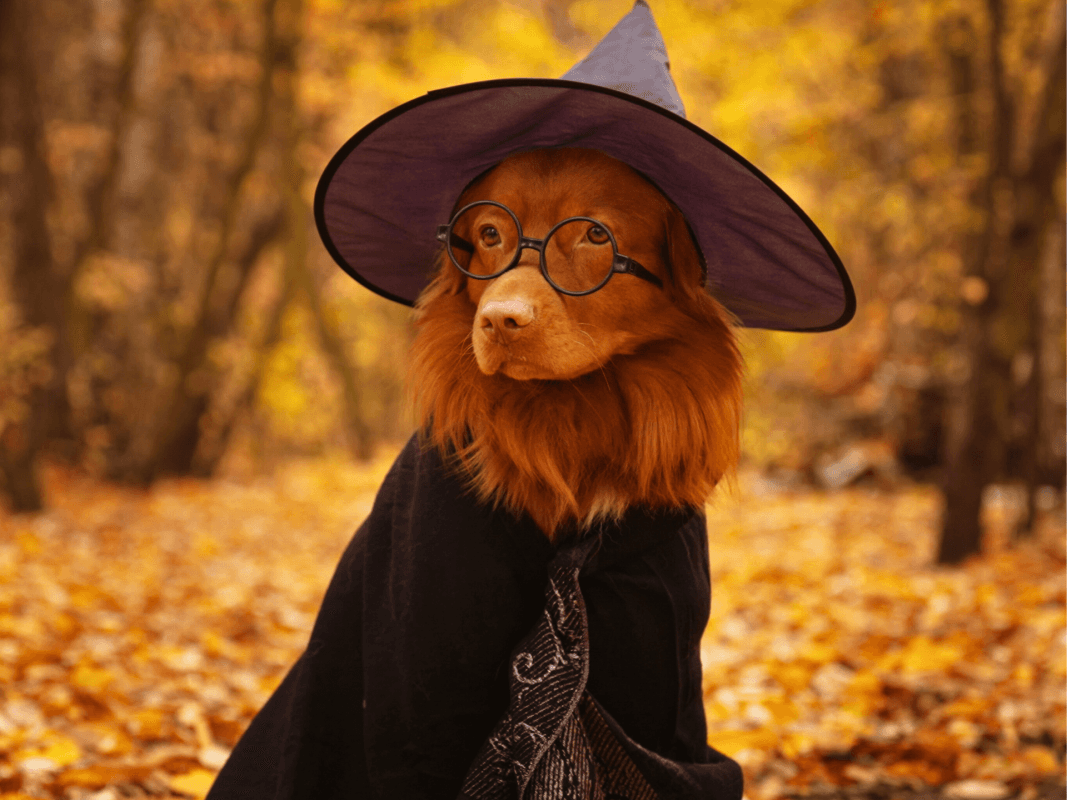 5 Strange Things Your Dog Can Predict—And Science Backs It Up