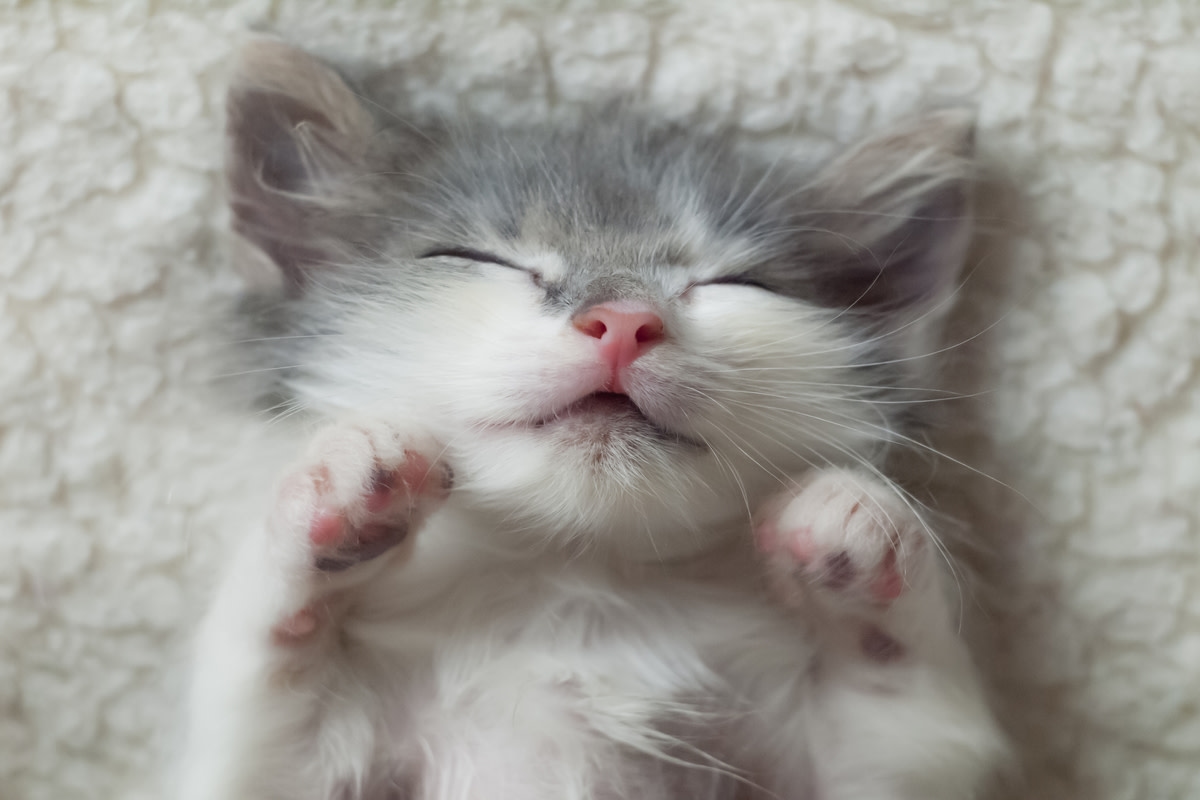 Calico Kitten Won't Give Mom a Minute's Peace and Parents Everywhere Get It