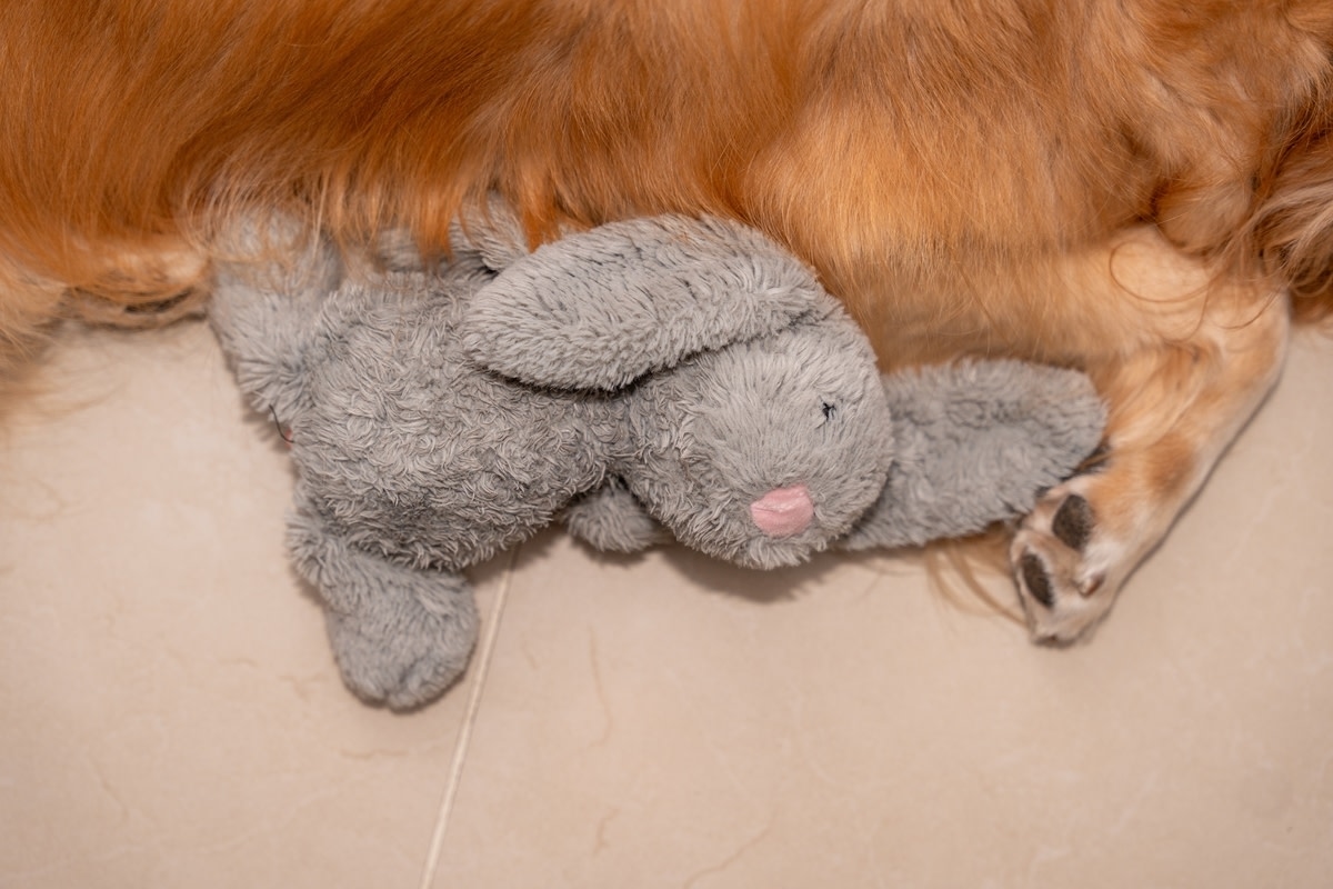 Golden Retriever Brilliantly MacGyver's His Stuffie Away from Sleeping Sibling