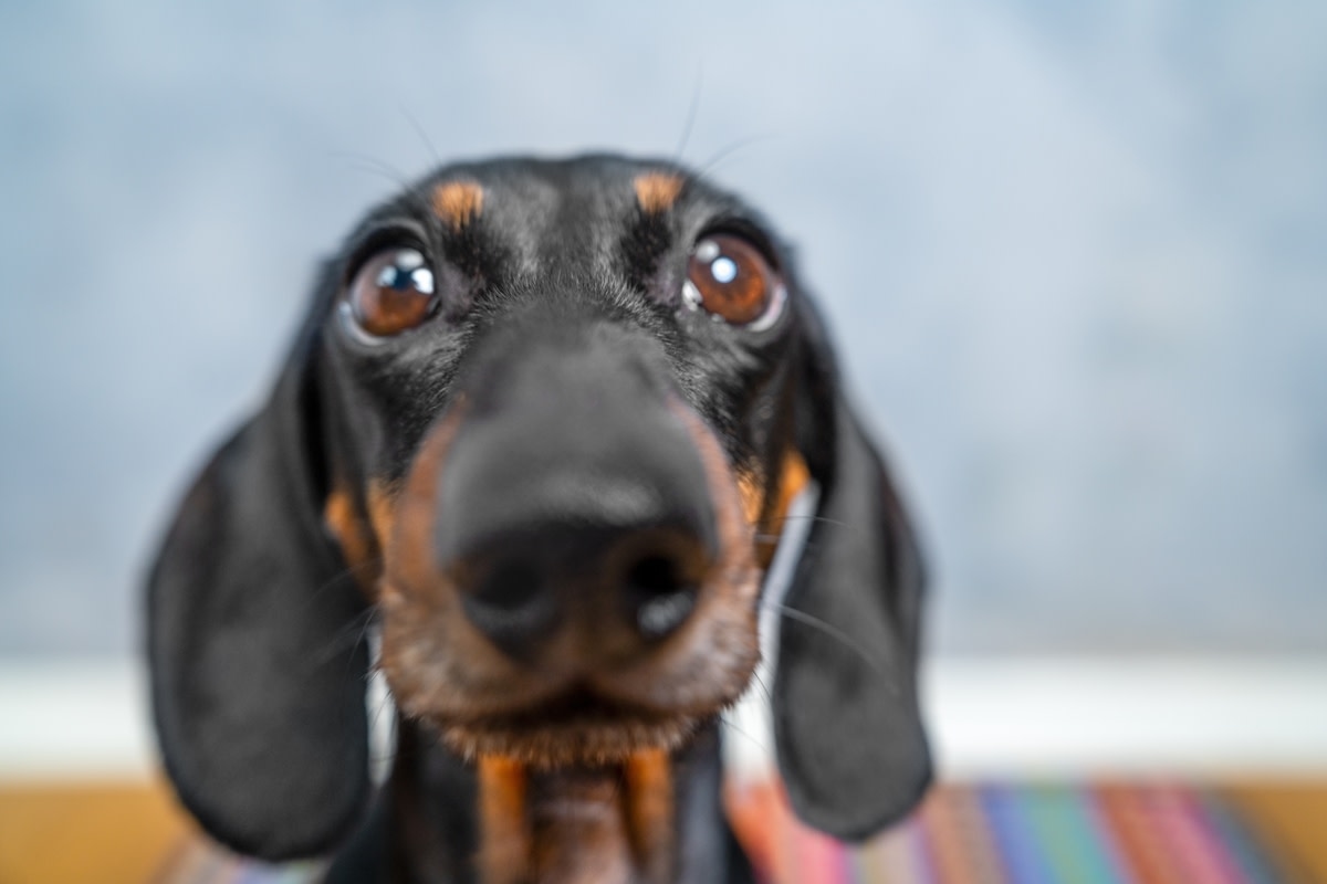 Dachshund's Daily Need To Nap While Mom Brushes Her Teeth Is Hilarious