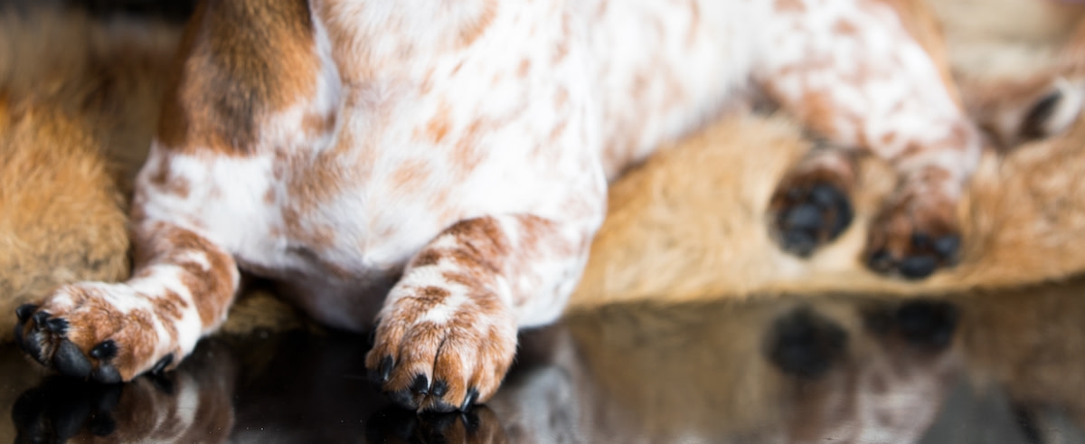Dachshund with Split-Color Face Is Such a Half-and-Half Cutie