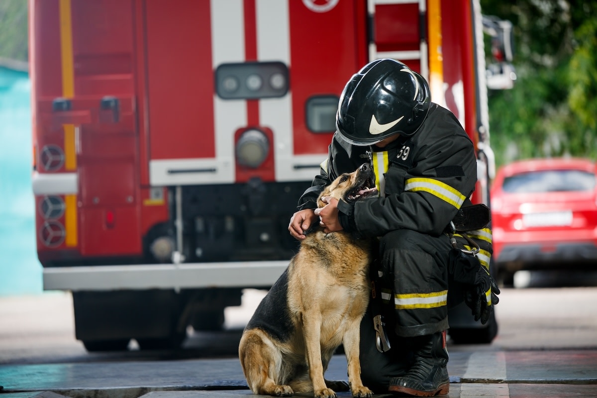 Firefighters' Sweet Way of Comforting Dogs Involved in Car Crash Is Touching Hearts
