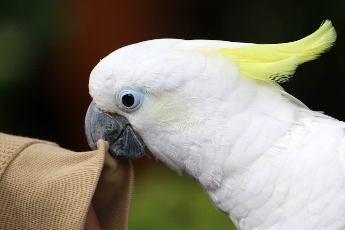 Cockatoo Acting Like 'Possessed Demon Chicken' Is Cracking Everyone Up