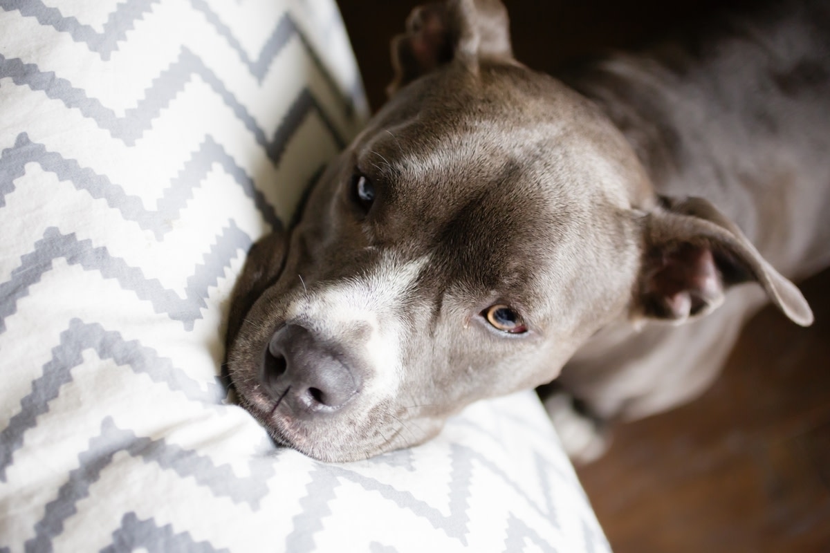 Pit Bull's Attempt to Avoid Leaving Grandma's House Is Just Too Cute