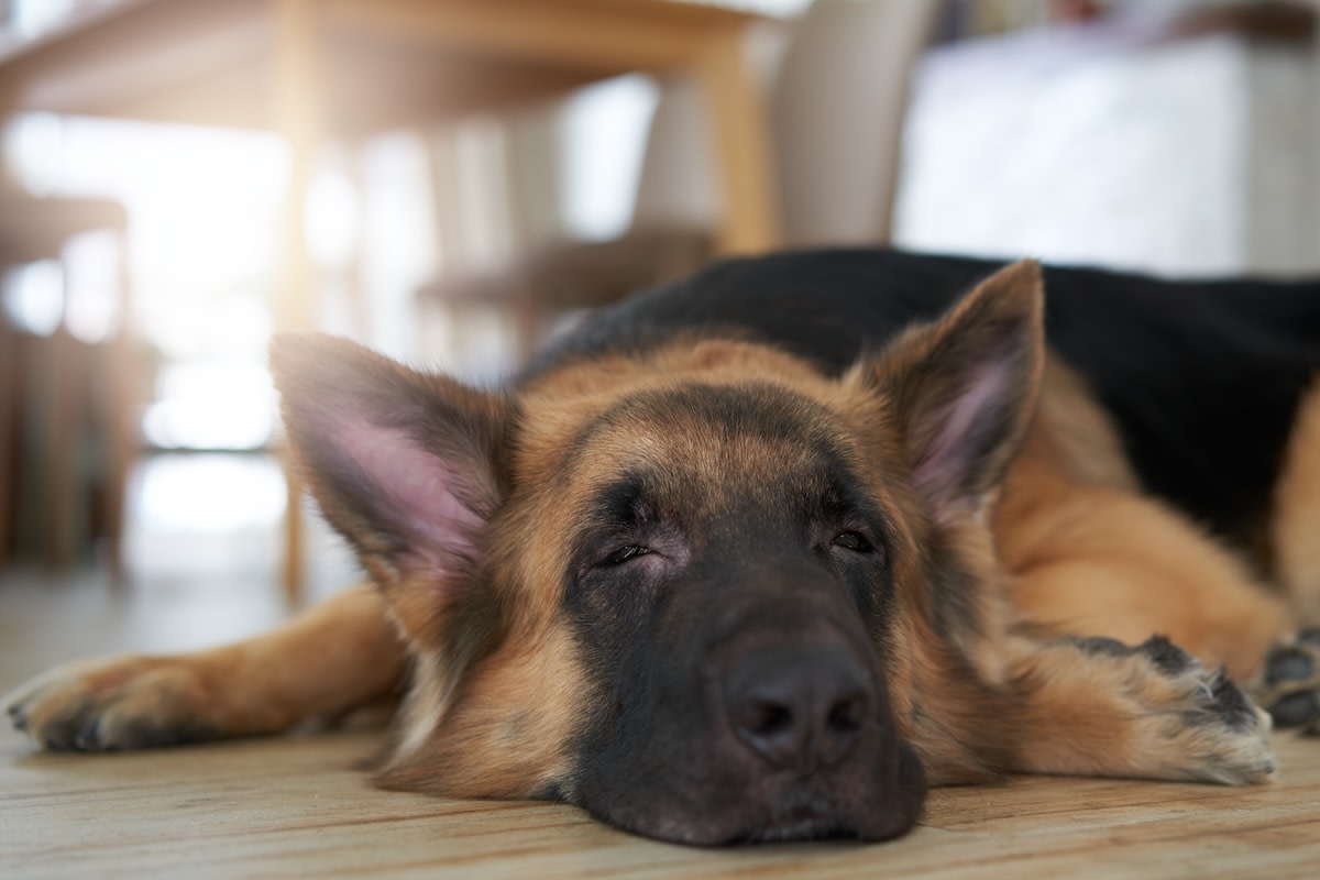 German Shepherd's Precious ‘Post-Nap Bedhead' Has Everyone in Stitches