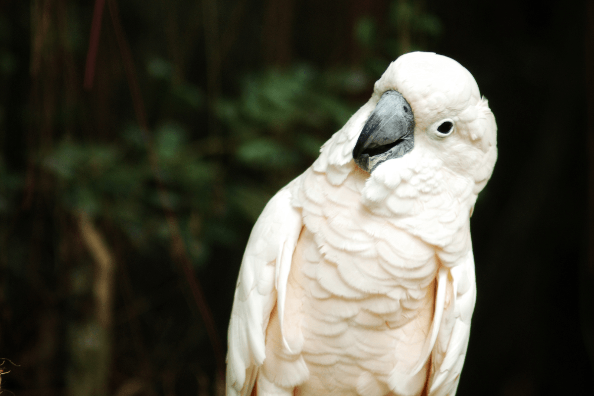 Cockatoo Hops with Excitement Watching Neighborhood Kids Play and It's Too Cute