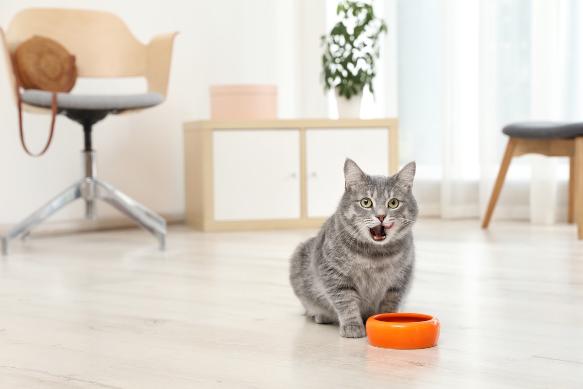 List of 'Reasons Not to Eat Your Food if You're a Cat' Has People in Stitches