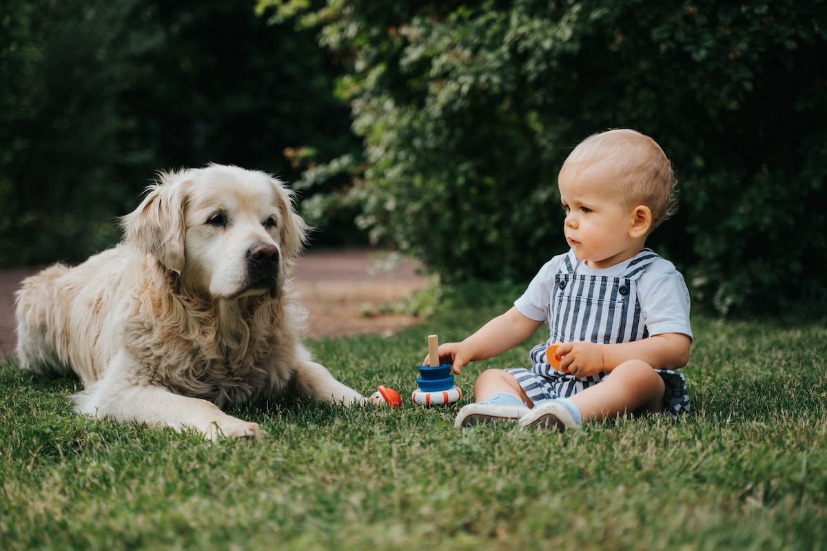 Golden Retriever ‘Giving No Fluffs' As Baby Tries To Get by Her Is Such a Big Sister