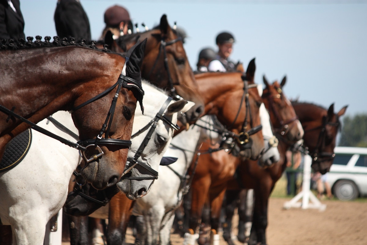 USEF Approves Hair Testing To Help Detect Euthanasia Drug In Show Horses