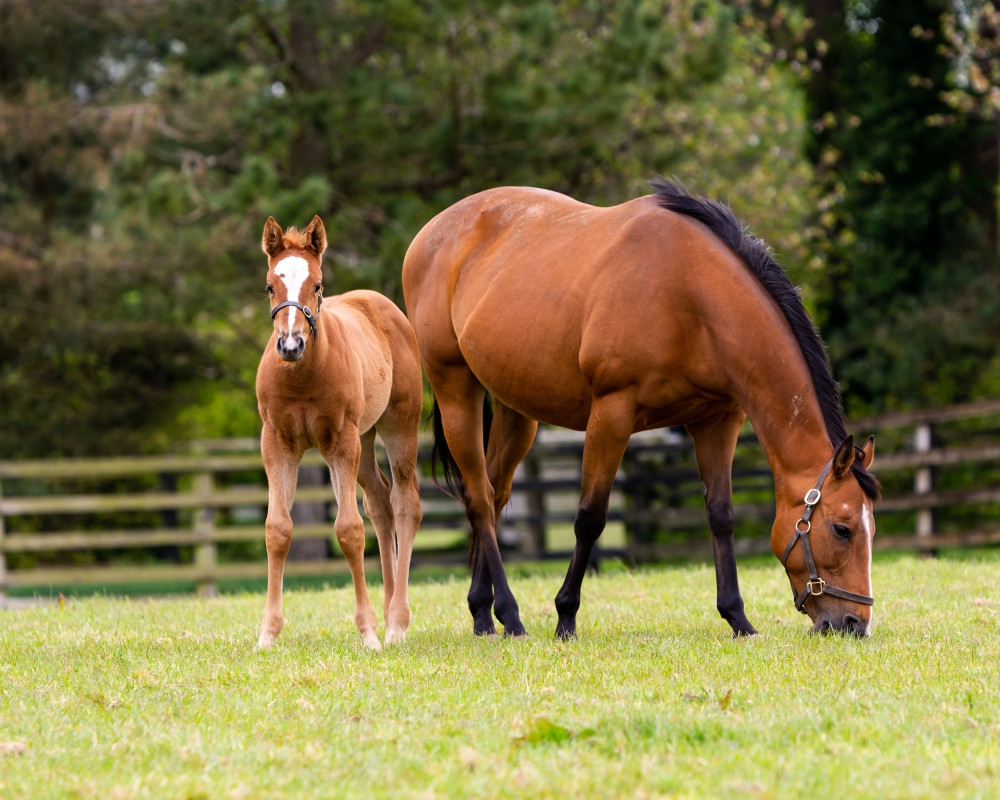Early Breeders' Cup Foal Nomination Deadline Closes August 1