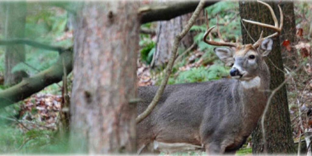 Economics or convenience: Debate simmers over opening day of Pa.'s rifle deer season