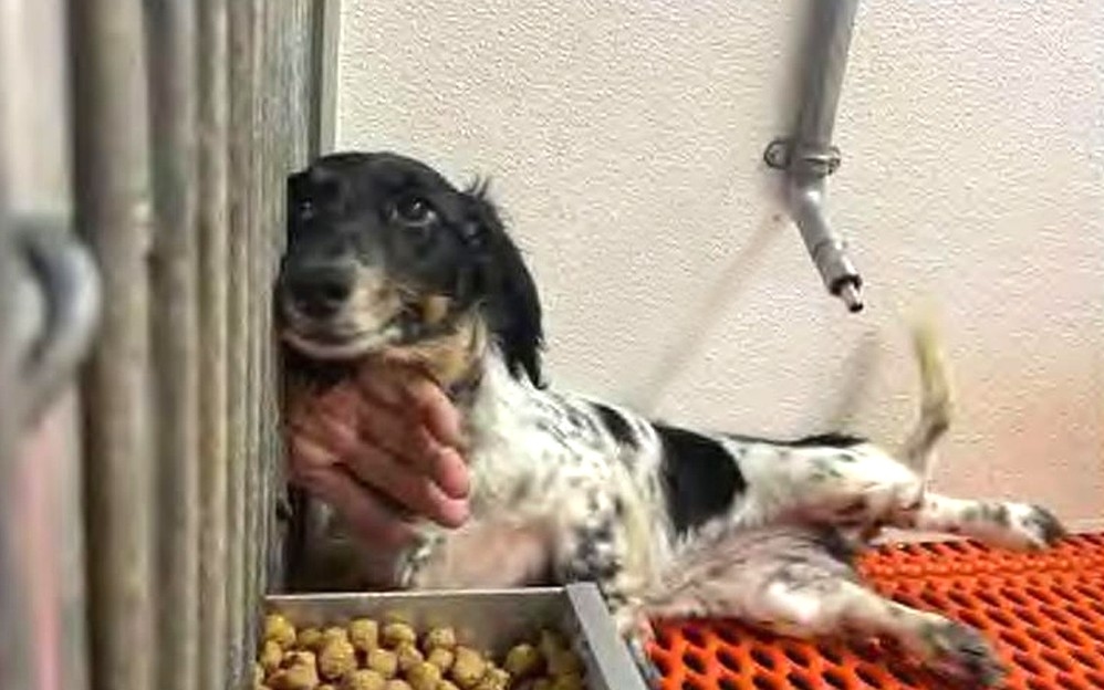 Pennsylvania puppy mills cited in national nonprofit's annual report of violators
