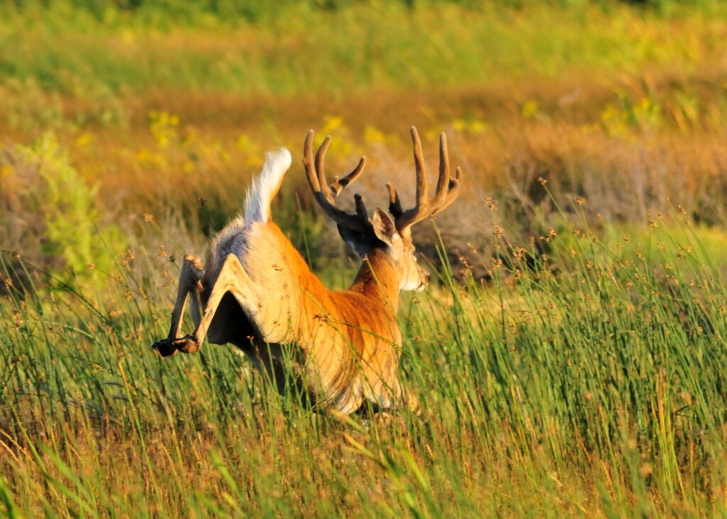 Sunday hunting is up for debate again in the state House