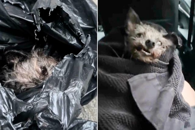 New York City Woman Finds Distressed Dog with 'Broken Jaw' Discarded in 'Heavy Duty Trash Bags'