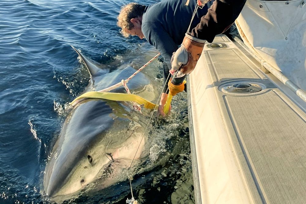 Largest Great White Shark Ever Recorded Spotted Swimming Near Popular New England Beach Destination