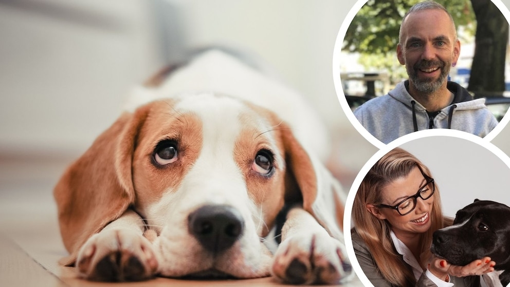 Why Many Dogs Struggle to Learn Being Alone