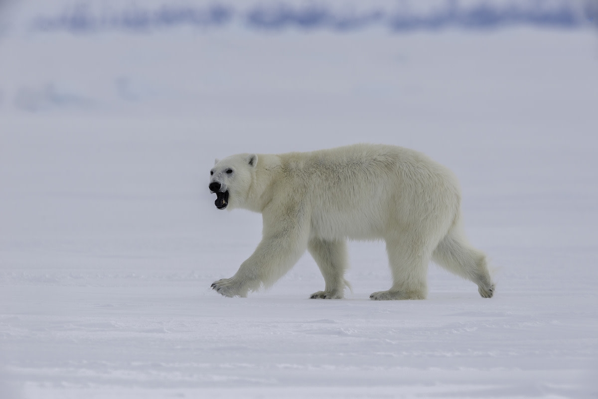 Man's Desperate Attempt to Outrun Charging Polar Bear Caught in Harrowing Video