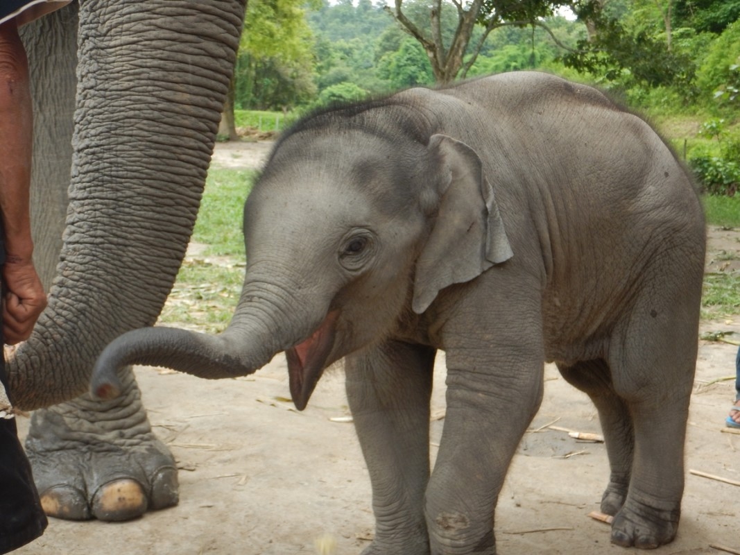 Young Elephant Tosses Salad Like a Pro Chef and Now It's Dinner and a Show