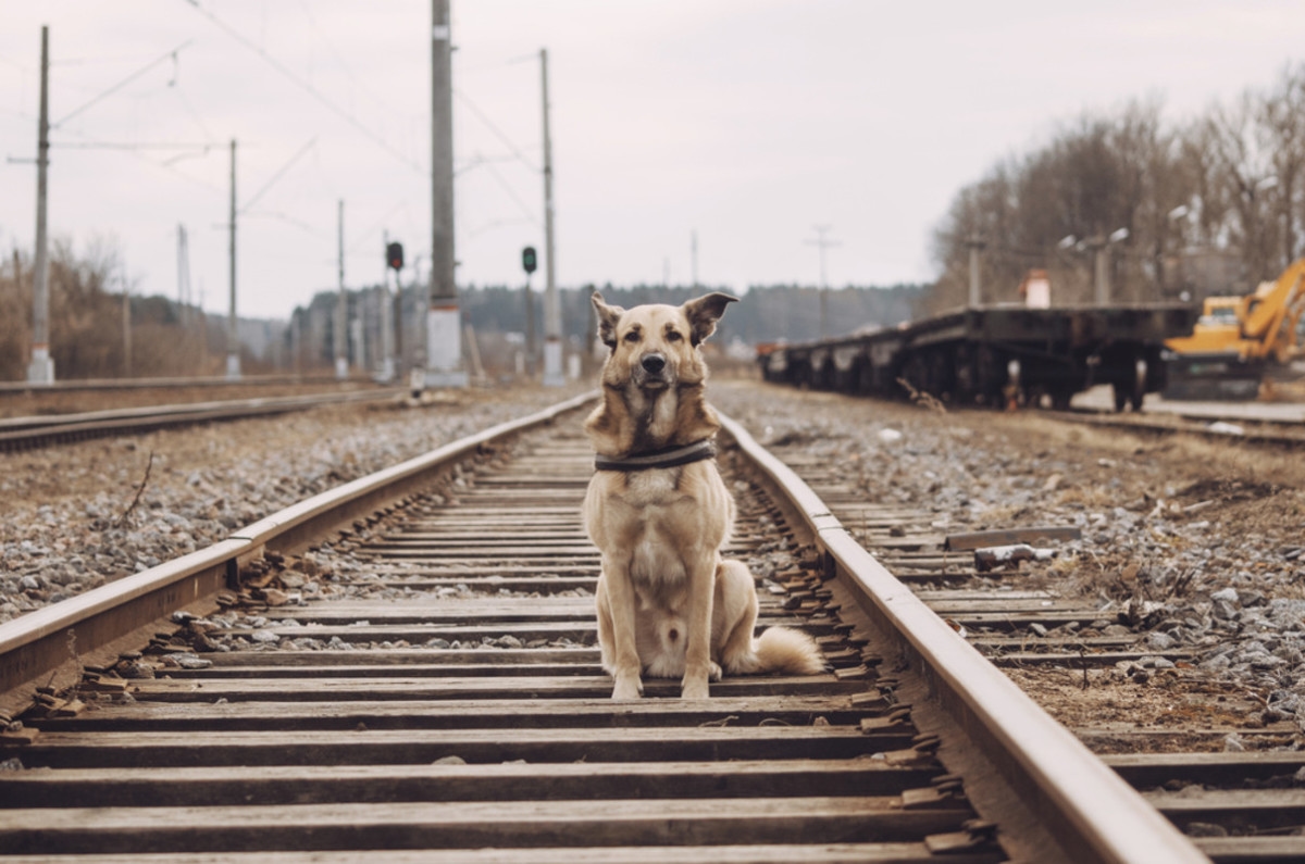 Speedy Dog Living Near Tracks Tries to Outrun Every Train That Passes