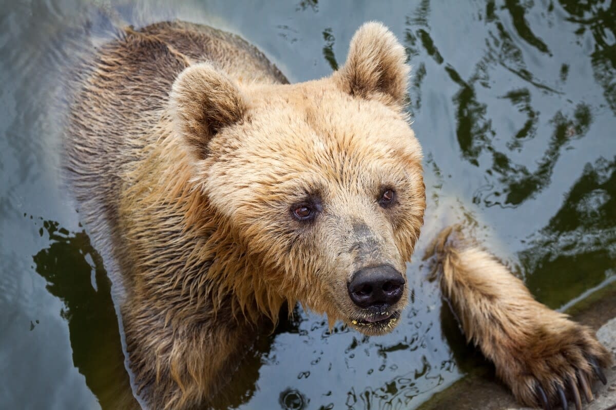 Massive Brown Bear's Nighttime Swim Session Is the Ultimate Relaxation
