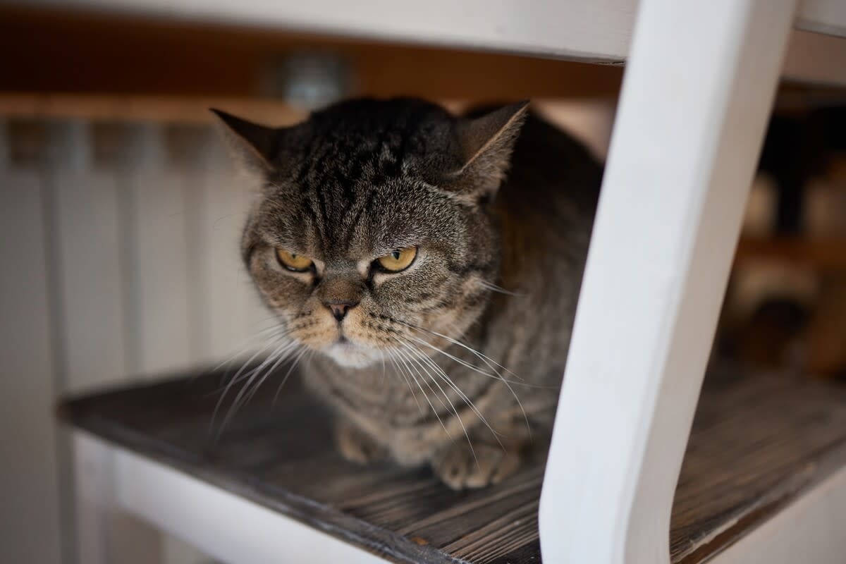 Angry Cat Trio Gangs Up on Mom Because Dinner Is ‘5 Minutes Late' and It's Priceless