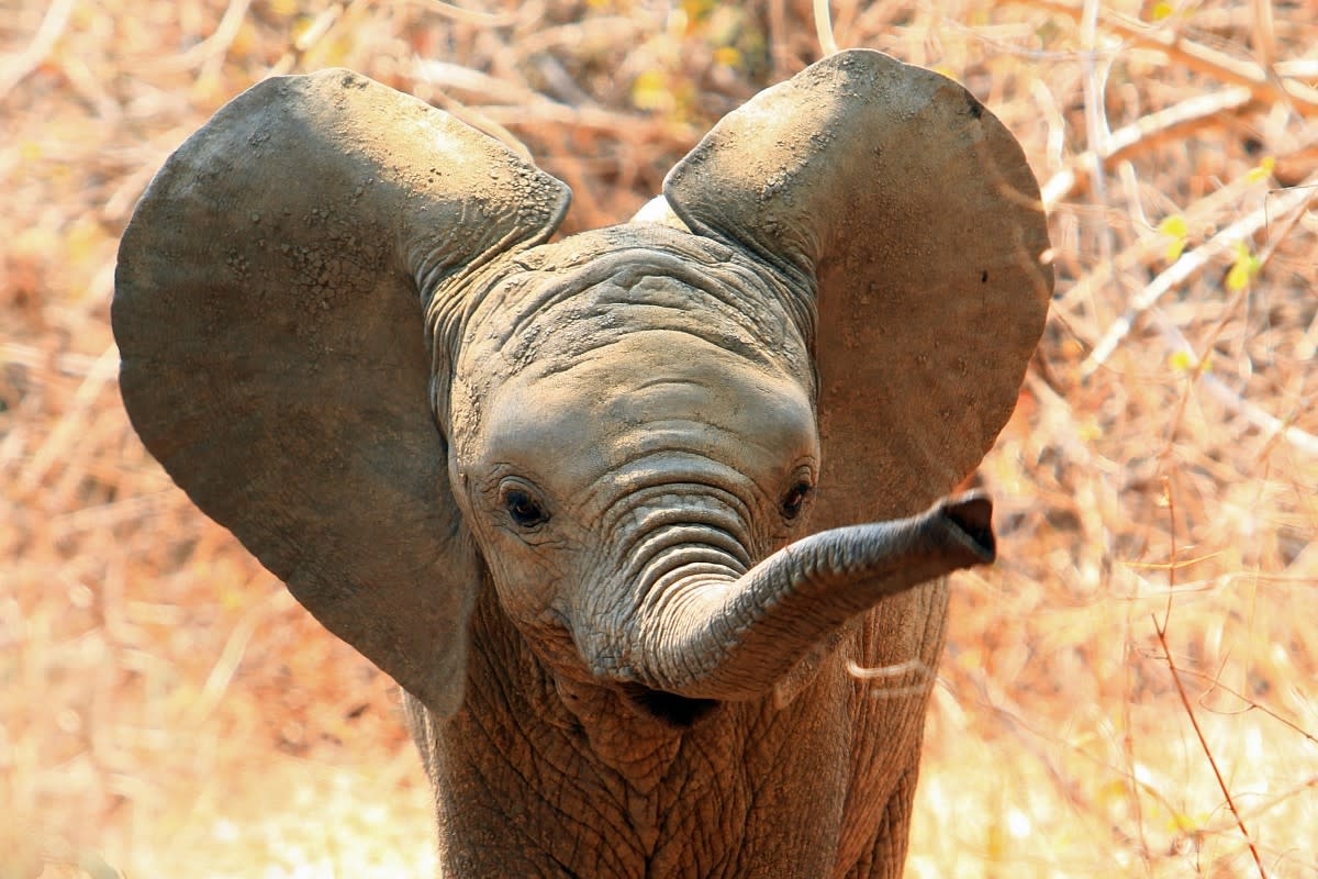 Special Beach Day for Elephants is Everything You'd Expect and More